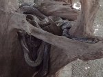 Non-venomous snakes left free in Malampuzha Snake Park
