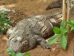 Crocodile in Malampuzha Snake Park