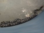 Python in Malampuzha Snake Park